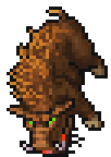 Boar