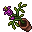 bellflower