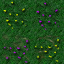 dawnfire flowers